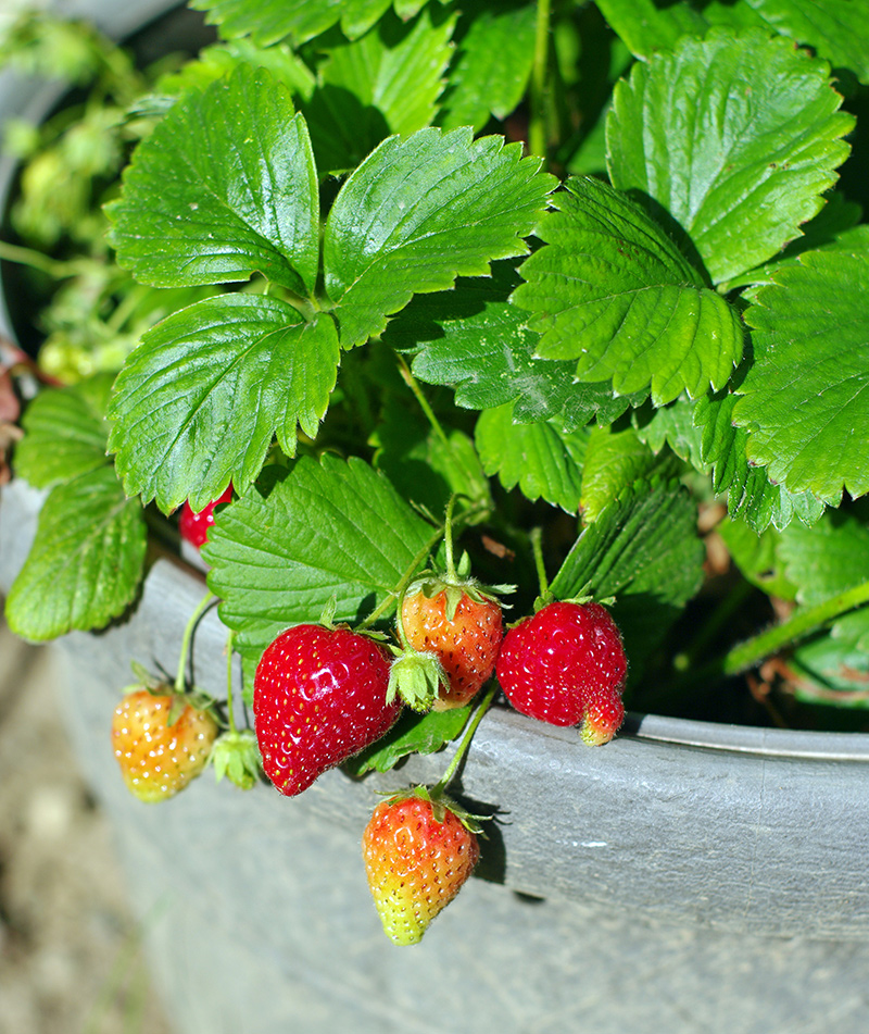 strawberry plant in a pot