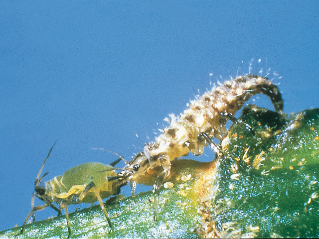 Larvae of the green lacewing