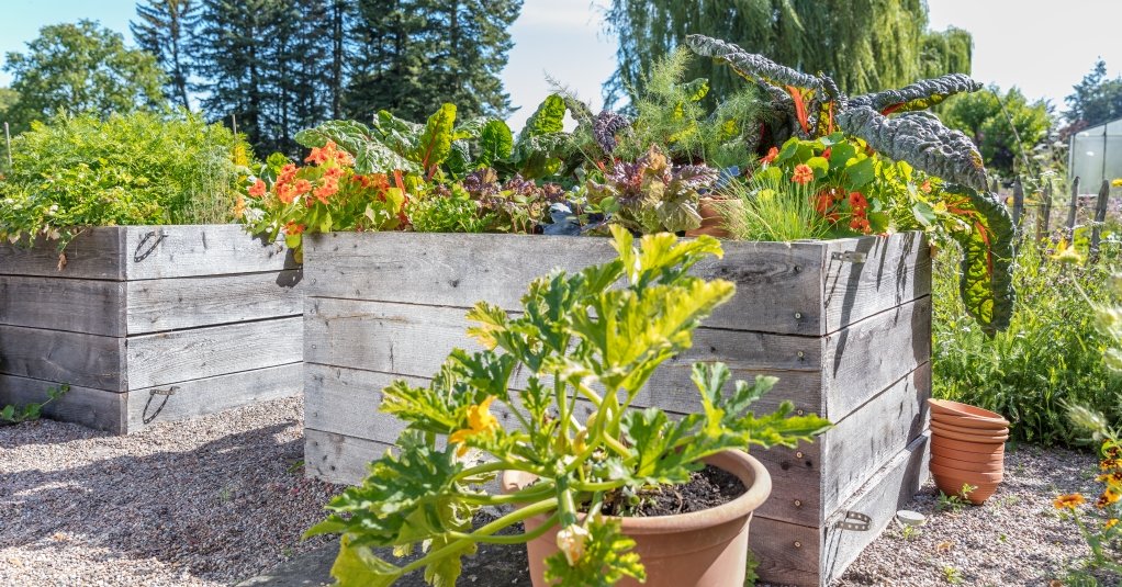 A raised bed offers plenty of space for growing ornamental plants and vegetables