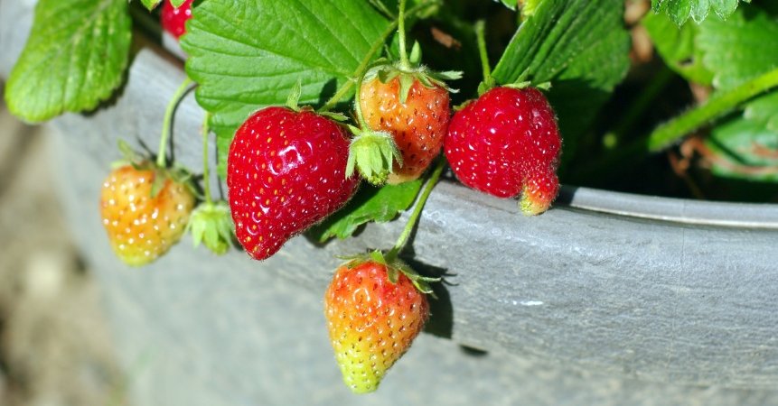 Growing strawberries also works on the balcony