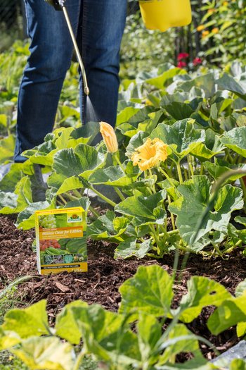 Neudorff’s Mildew Clear for Edibles tackles mildew outbreaks head-on