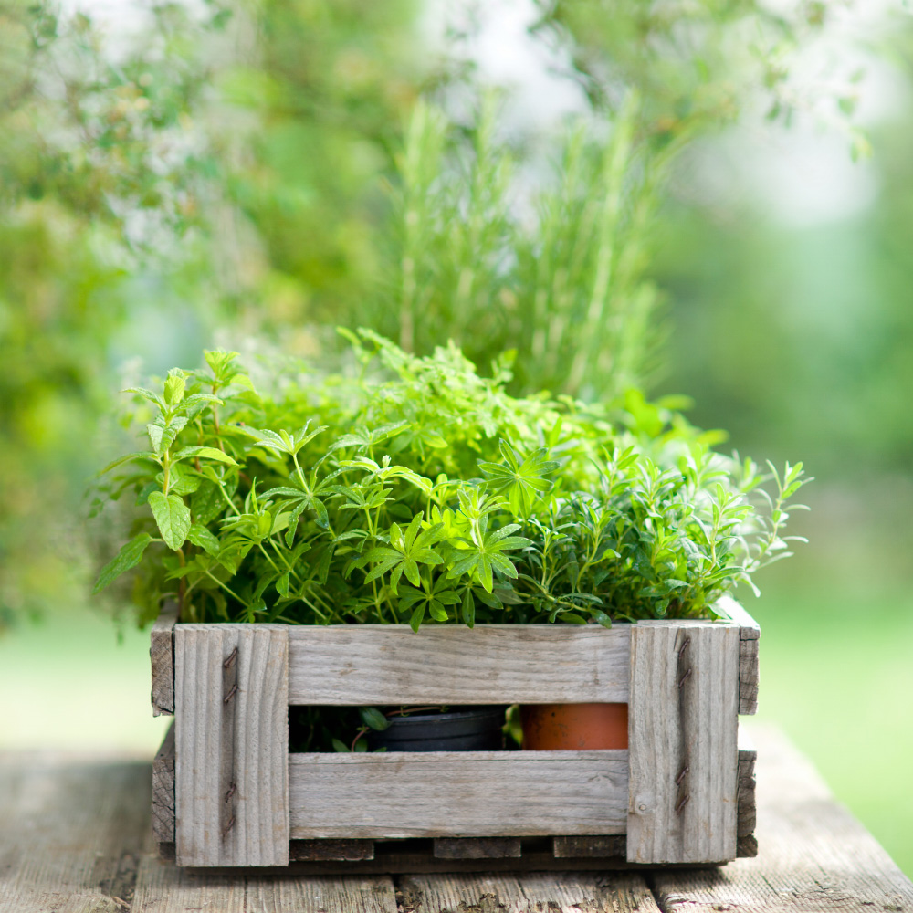 Plant Community - Herbs in a box