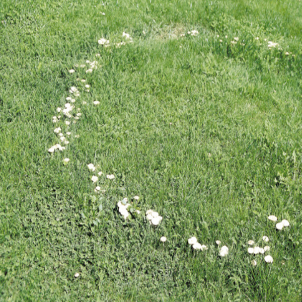 Fairy rings on the lawn