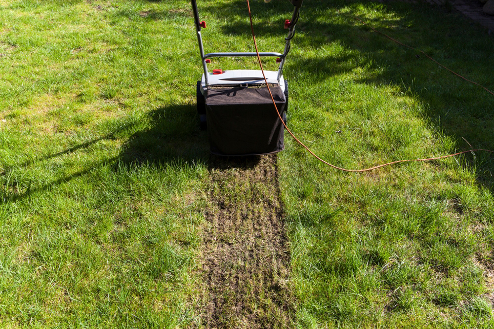 Scarifying is the exception in caring for lawns, not the rule!