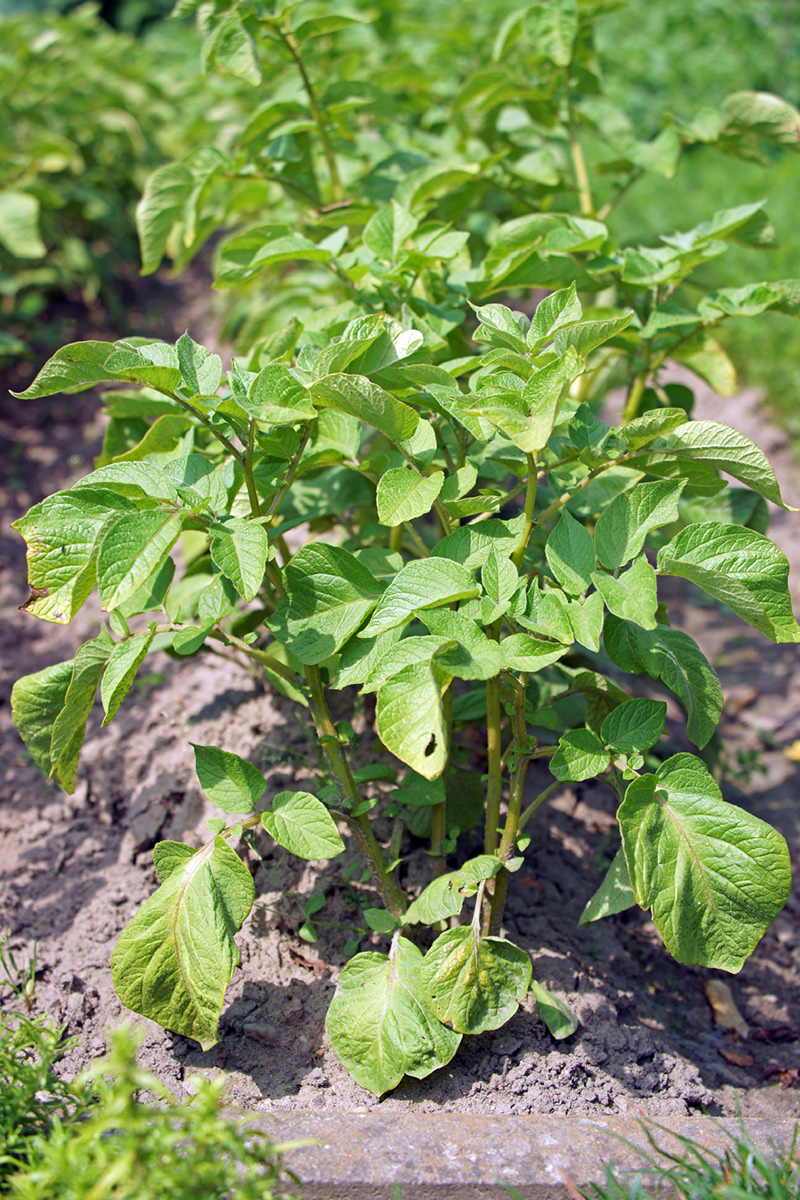 Potatoe Plant