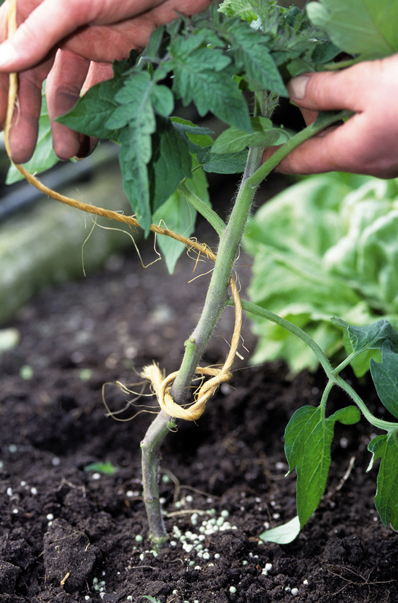 Tieing the main branch