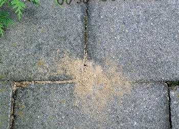 Protect your patio from ant invasions with AntFree from Neudorff