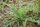 08_Creeping_thistle_Cirsium_arvense_Neudorff.jpg