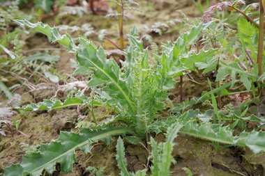 08_Creeping_thistle_Cirsium_arvense_Neudorff.jpg