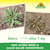 Fast Acting Moss & Algae Killer Concentrate Sprechende Bilder Bild 6