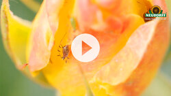 Pyrol Bug & Larvae Killer – POS video