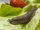 04_Slug_Arion_lettuce_strawberry_Neudorff.jpg