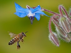 Beneficial insects