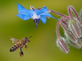 Beneficial insects