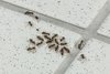 Protect your patio from ant invasions with AntFree from Neudorff