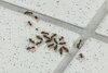 Protect your patio from ant invasions with AntFree from Neudorff
