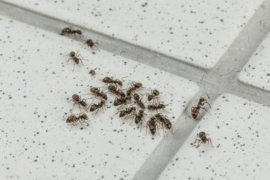 02_Black_garden_ant_Lasius_niger_Neudorff.jpg