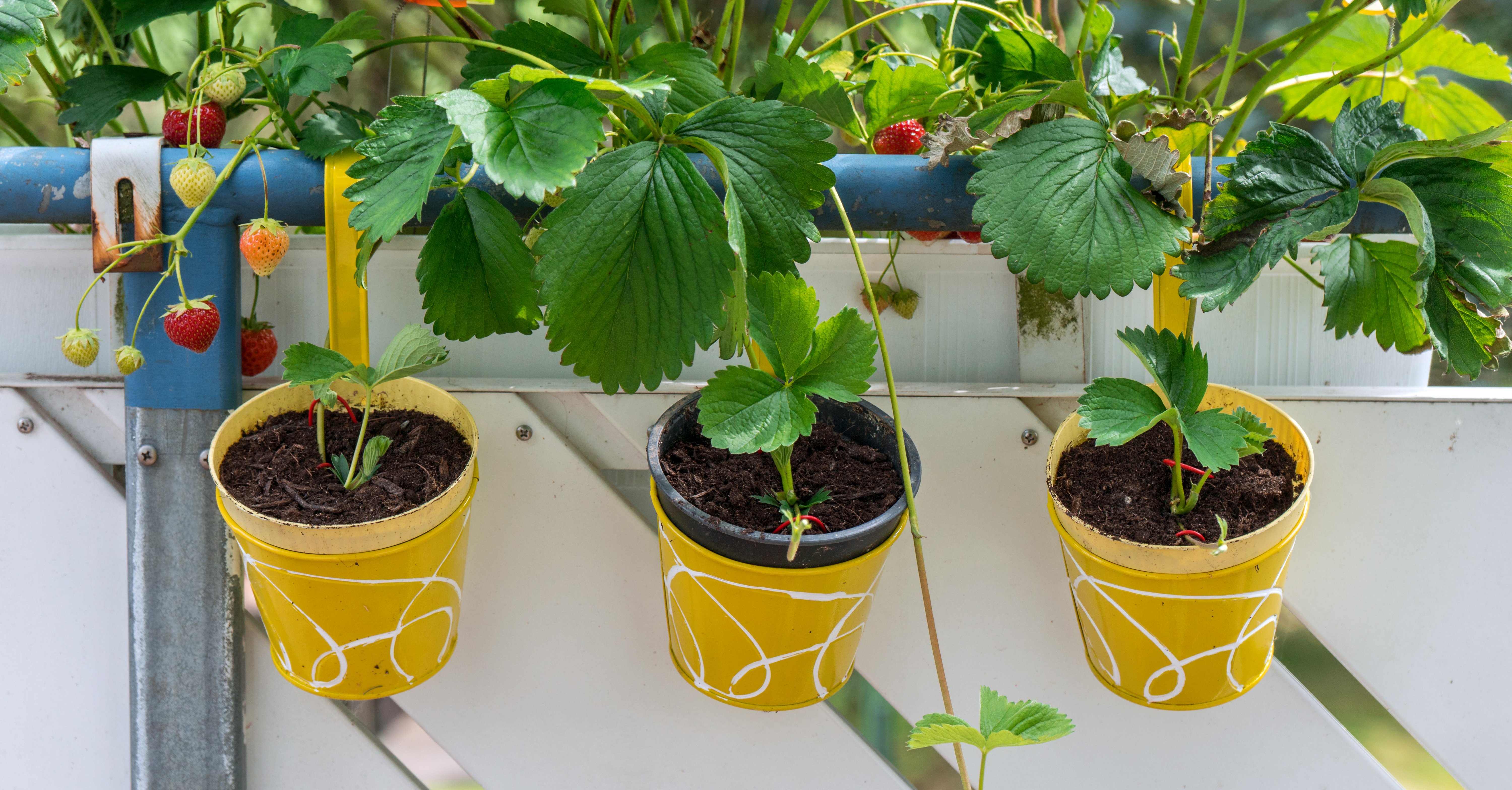 Strawberries - young plants