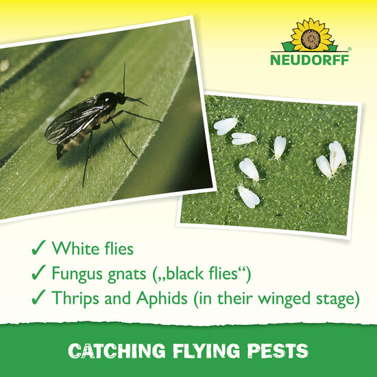 Yellow Sticky Traps Sprechende Bilder Bild 4