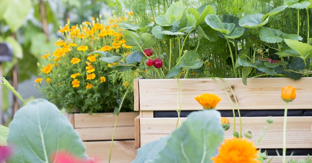 Whether in a pot or in a box - it works with strawberries Whether in a pot or in a box - it works with strawberries