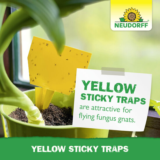 Yellow Sticky Traps Sprechende Bilder Bild 7