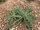 04_Creeping_thistle_untreated_Neudorff.jpg