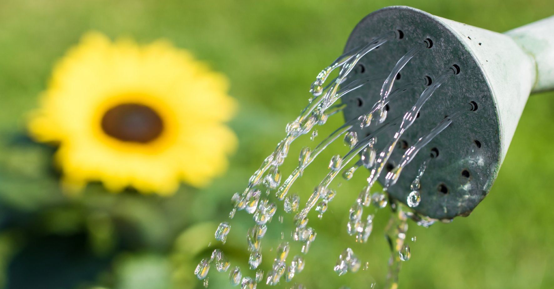 After planting, water the strawberries thoroughly