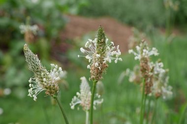 09_Ribwort_plantain_Plantago_lanceolata_Neudorff.jpg