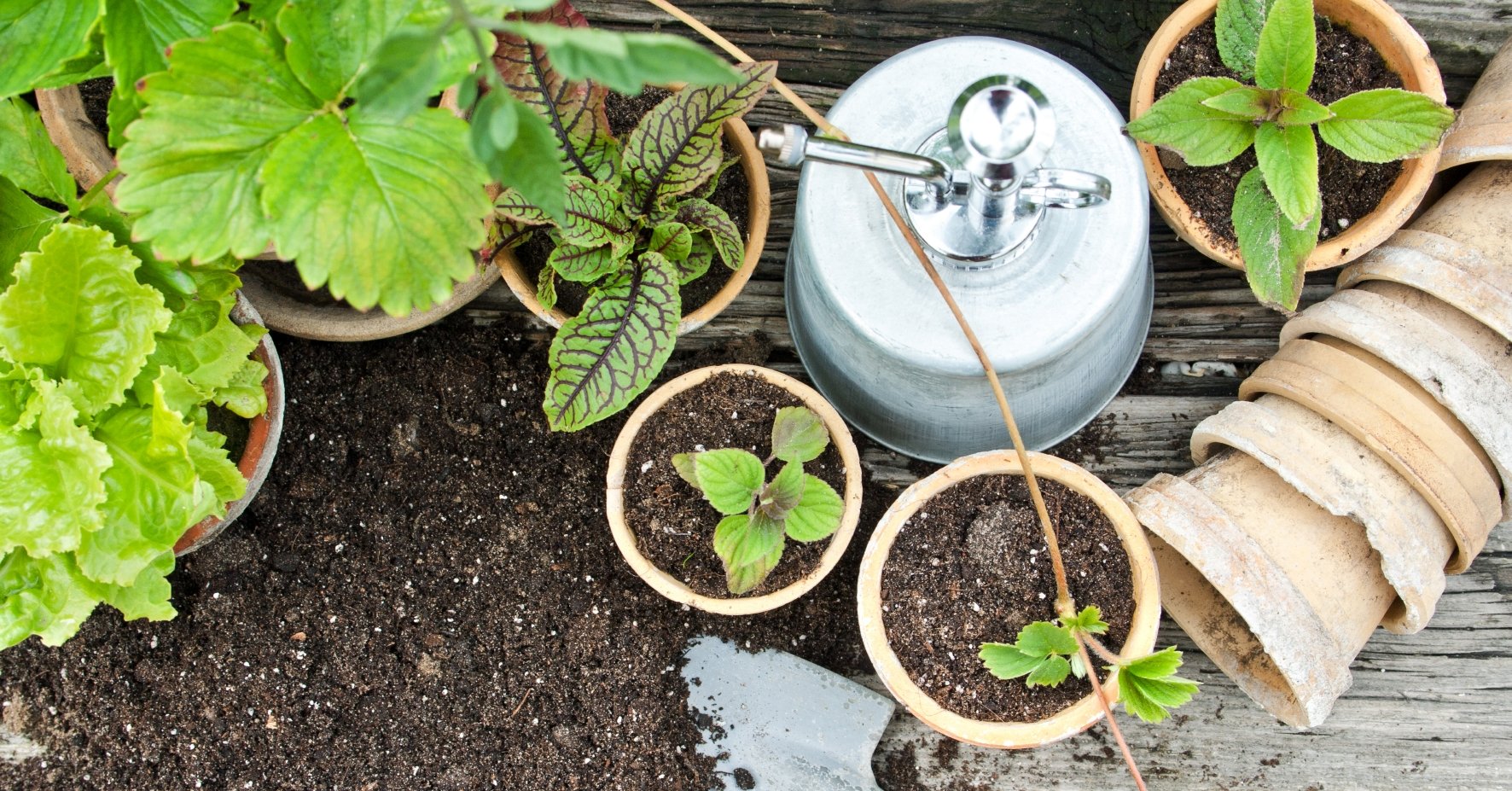 Planting strawberries on the balcony