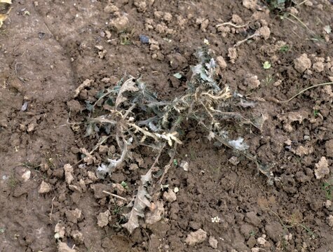 05_Creeping_thistle_treated_with_WeedFree_Plus_Neudorff.jpg