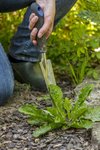 Wipe out weeds with Neudorff’s WeedFree Plus