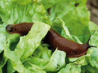 Slug & Snail Control