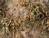 Wipe out weeds with Neudorff’s WeedFree Plus