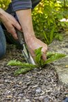 Wipe out weeds with Neudorff’s WeedFree Plus