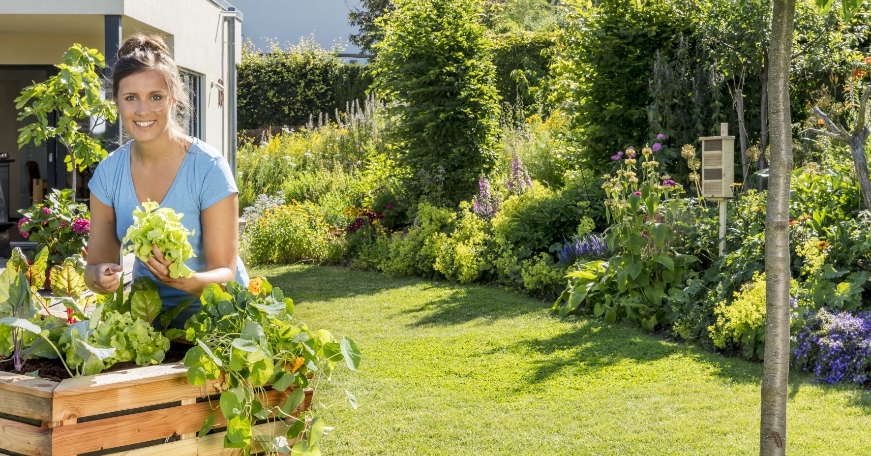 Plant your own raised bed with lettuce