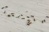 Protect your patio from ant invasions with AntFree from Neudorff