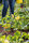 Mildew_Clear_for_Edibles_application_2022.jpg.jpg