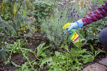 Wipe out weeds with Neudorff’s WeedFree Plus