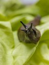 Control slugs organically this spring with Neudorff