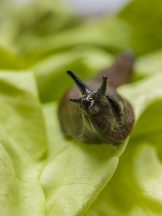 09_Slug_lettuce_Arion_Neudorff.jpg