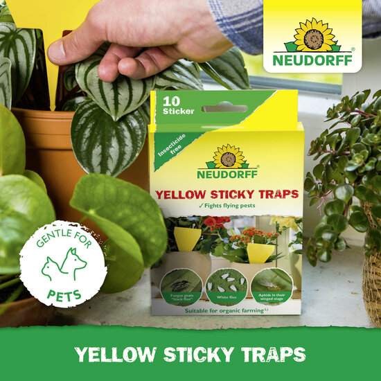 Yellow Sticky Traps Sprechende Bilder Bild 5