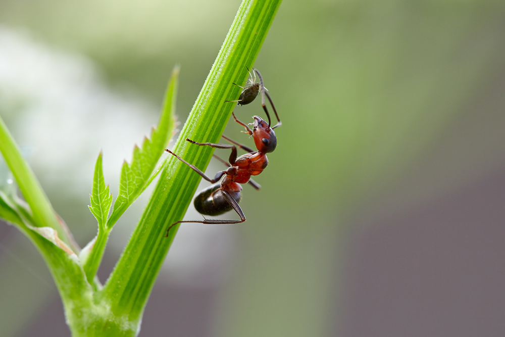 Ant with greenfly