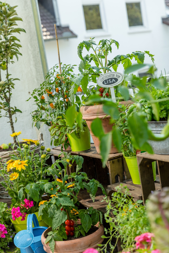 Delicious - fresh vegetables directly from the balcony