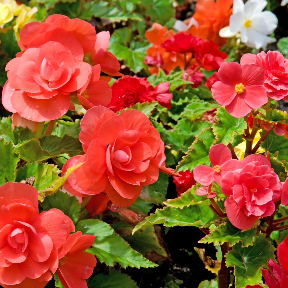 Begonia