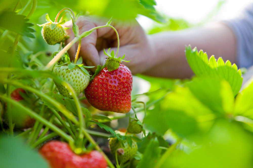 Strawberry shrub