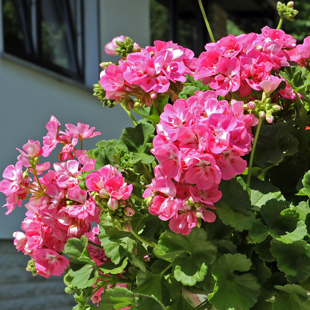 Geranium, pelargonium