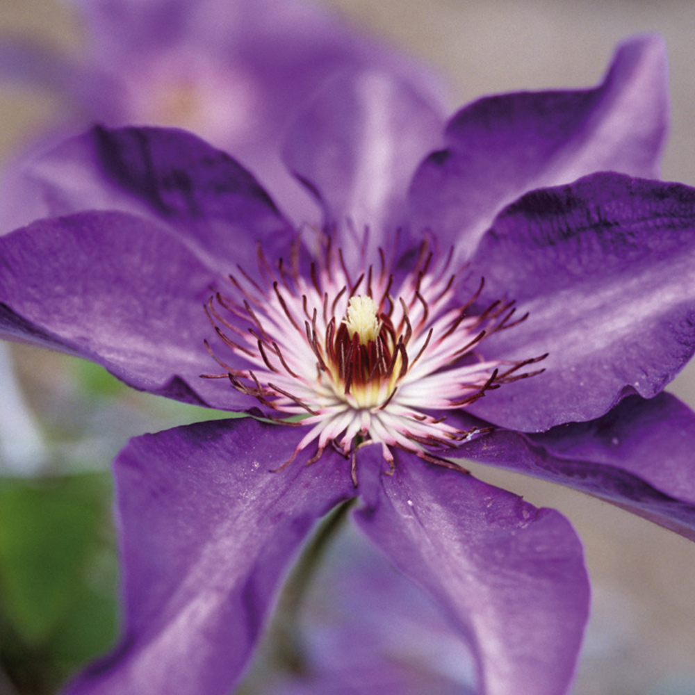 Climbig plant clematis