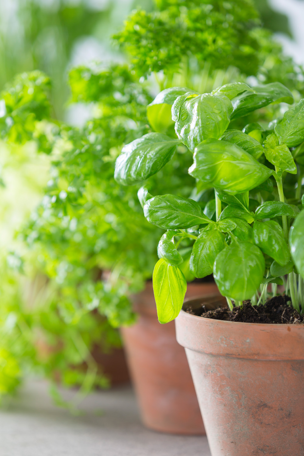 Variety of herbs in pots