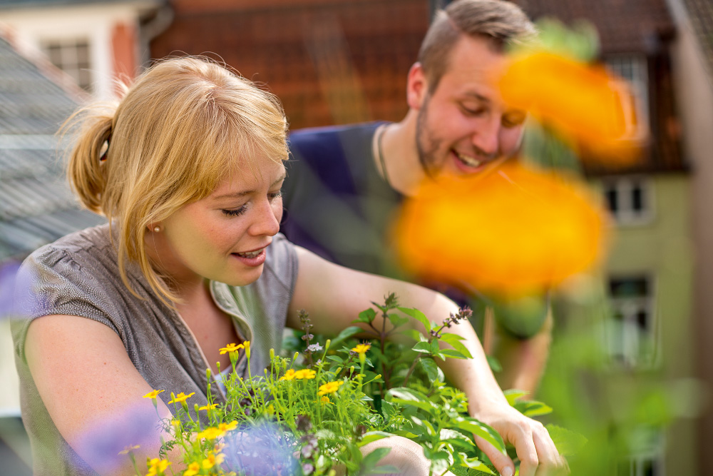 Care for herbs