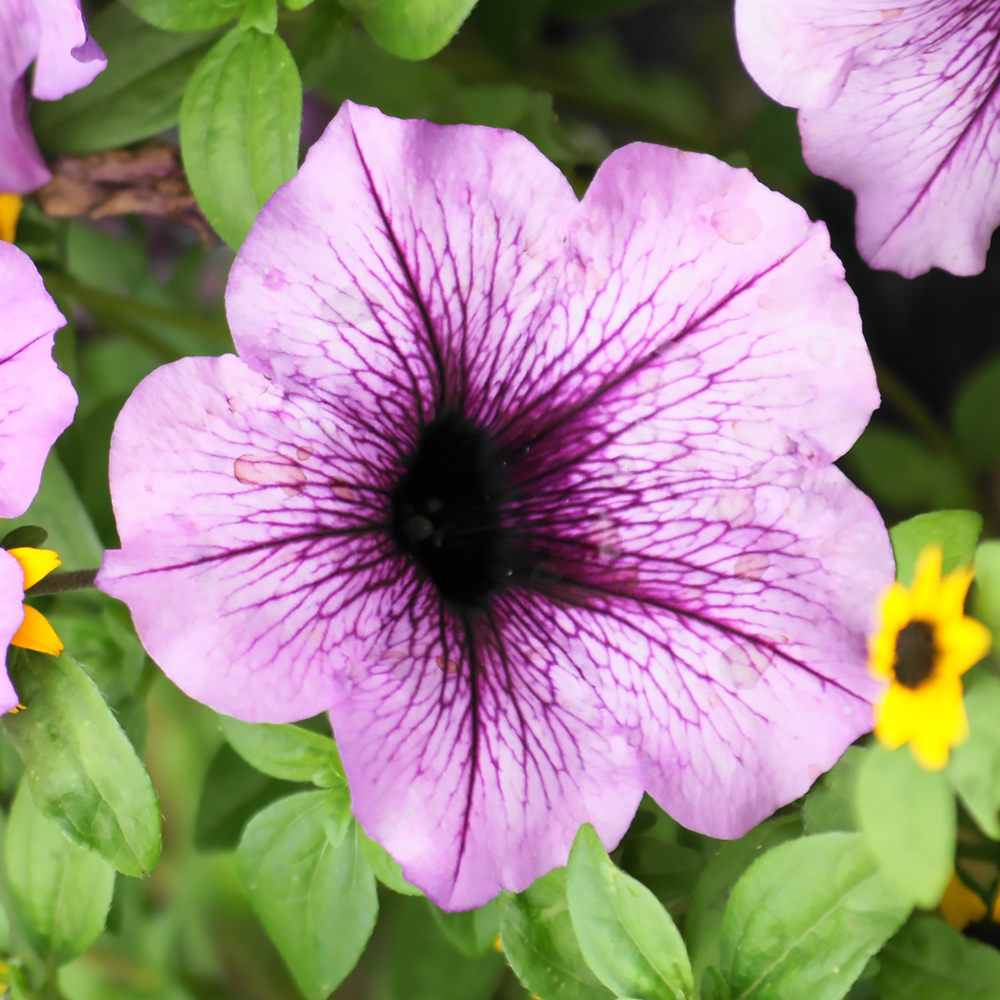 Petunia, surfinia 